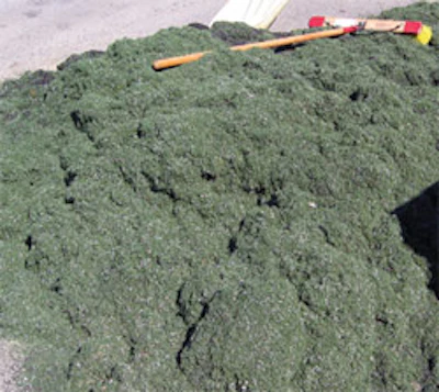 Goturf2 1108 Ab