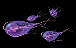 Giardia0309