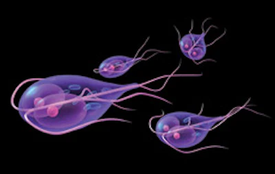 Giardia0309