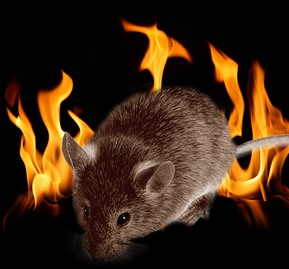 Fire and Mice Athletic Business