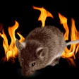 mouse_Flames.jpg