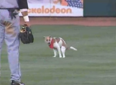 Dog poops during live baseball match.jpg