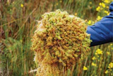 The species of sphagnum moss that acts as a sustainable alternative to pool and spa chemicals can be found in its natural state in New Zealand. (Photo By Vance Fiegel, Courtesy of Creative Water Solutions)