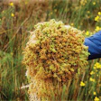 The species of sphagnum moss that acts as a sustainable alternative to pool and spa chemicals can be found in its natural state in New Zealand. (Photo By Vance Fiegel, Courtesy of Creative Water Solutions)
