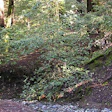 Armstrong Redwoods