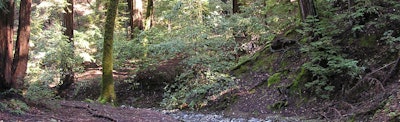 Armstrong Redwoods