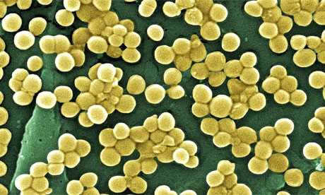 MRSA Bacteria