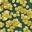 MRSA Bacteria