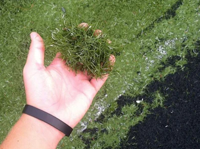 Mowed Turf 22