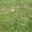 Grass