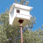 Barn Owl Box Resize