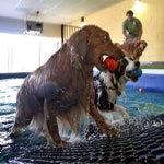 Dogs In Pool Resize
