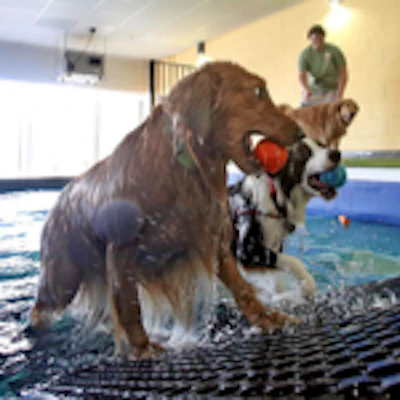 Dogs In Pool Resize
