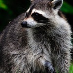 Raccoon Resize2