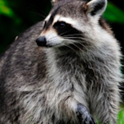 Raccoon Resize2