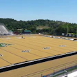 Gold Turf