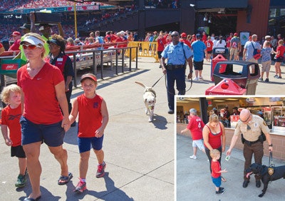 ROVERS The Cardinals' gameday security lineup includes two Labrador retrievers trained to mingle with large crowds.