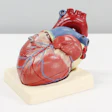 Heart Model Unsplash 1280 720