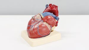 Heart Model Unsplash 1280 720