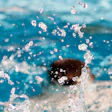 Swimmming Unsplash