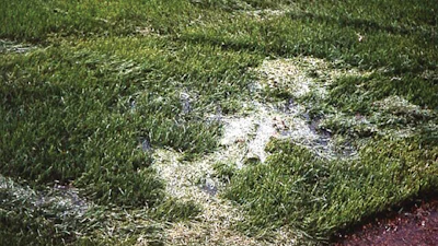 93flood, Grass Pythium