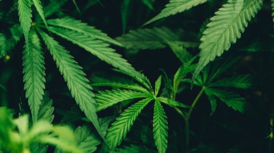 Matthew Brodeur Qc Cp Ihhdg Tw Unsplash