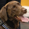 20240319 K9 Therapy Cm 452