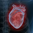 Anatomical x-ray visualization of human heart in red and blue tones