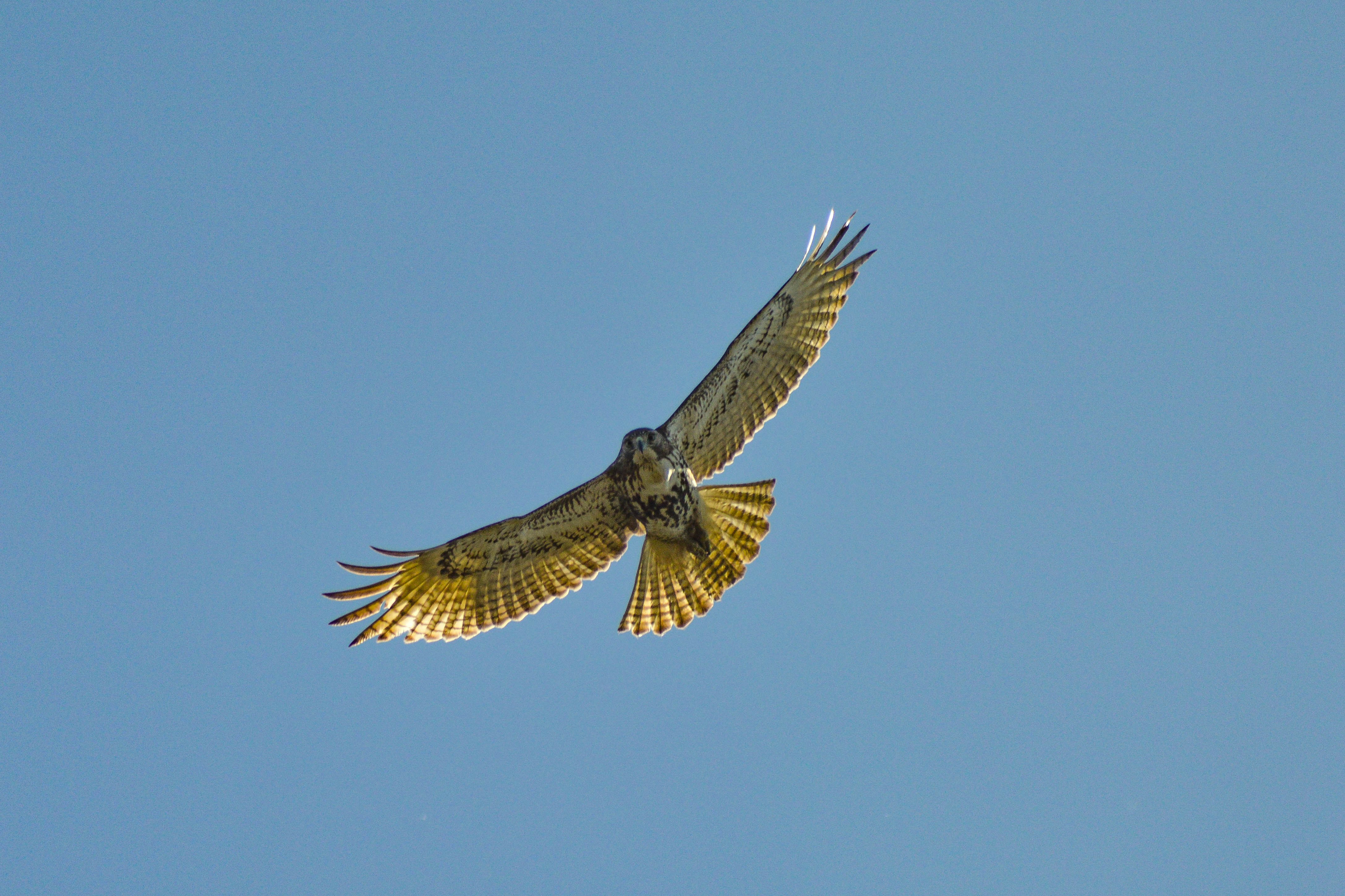 Hawk soaring with outstretched wings against clear blue sky