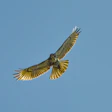 Hawk soaring with outstretched wings against clear blue sky